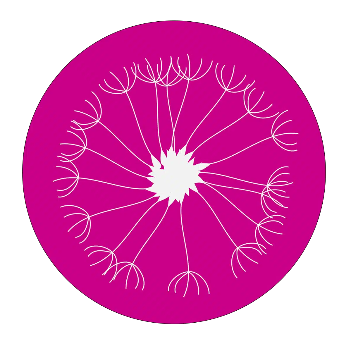 Drawing of white dandelion on a pink background